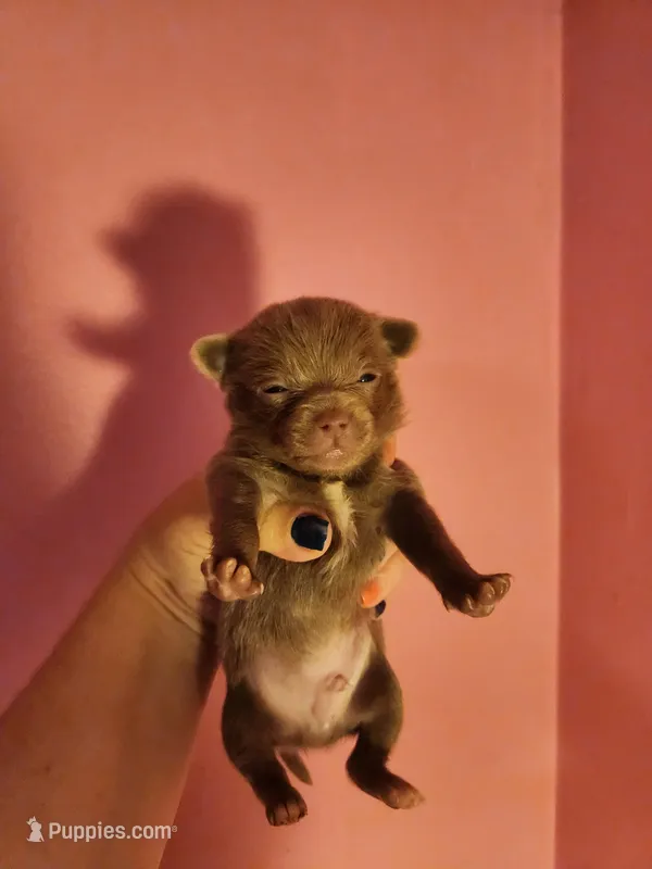 Ckc male pomchi – Chihuahua, Pomeranian puppy for sale in Morris, AL