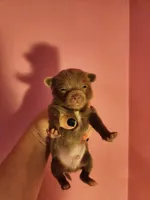 Ckc lavender male pomchi, a male Chihuahua and Pomeranian for sale in Morris, AL – Photo 1 of 6