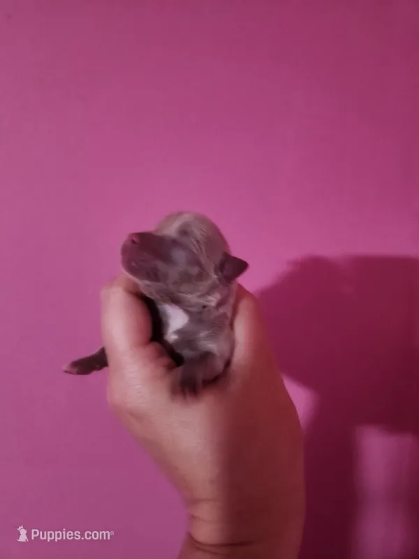 Ckc male pomchi – Chihuahua, Pomeranian puppy for sale in Morris, AL