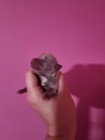 Ckc male pomchi, a male Chihuahua and Pomeranian for sale in Morris, AL – Photo 1 of 2