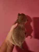 Ckc lavender male pomchi, a male Chihuahua and Pomeranian for sale in Morris, AL – Photo 4 of 6