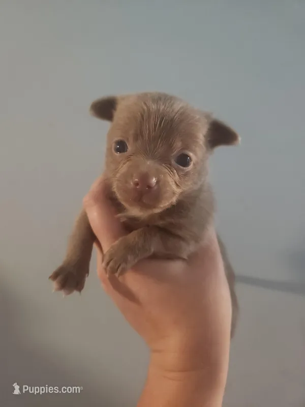 Ckc lavender male pomchi – Chihuahua, Pomeranian puppy for sale in Morris, AL