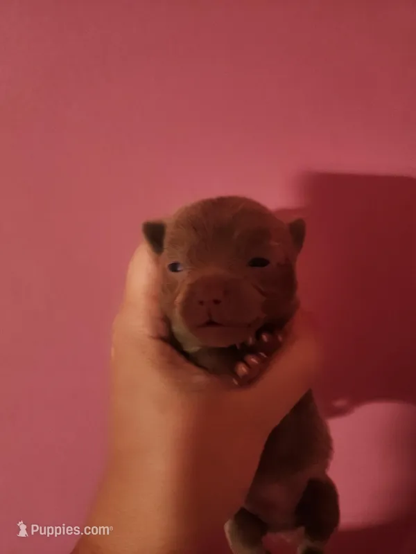 Ckc male pomchi – Chihuahua, Pomeranian puppy for sale in Morris, AL