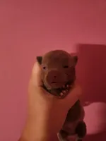 Ckc lavender male pomchi, a male Chihuahua and Pomeranian for sale in Morris, AL – Photo 3 of 6