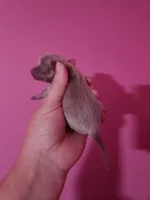 Ckc male pomchi, a male Chihuahua and Pomeranian for sale in Morris, AL – Photo 2 of 2