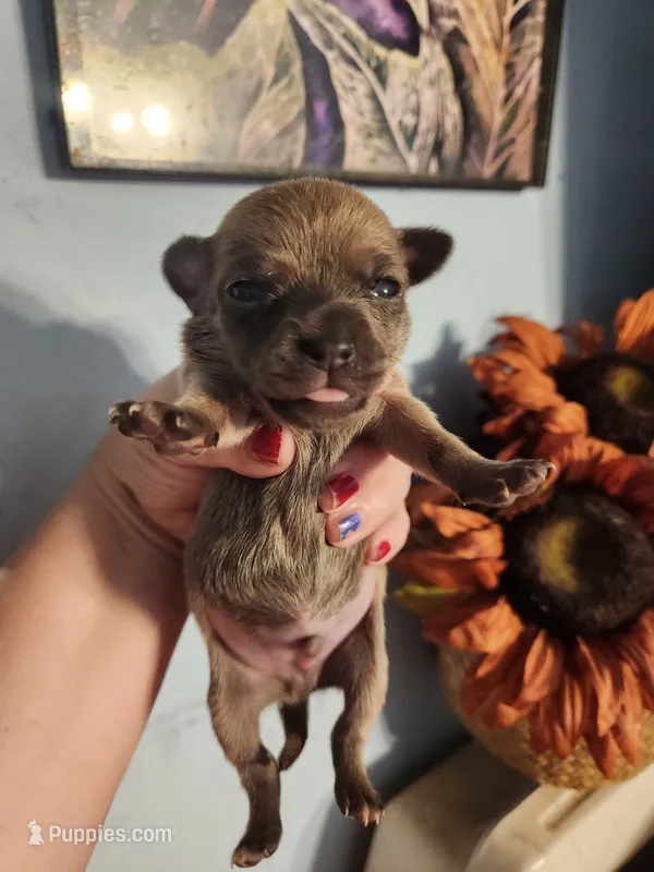 Ckc chihuahua  – Chihuahua puppy for sale in Morris, AL