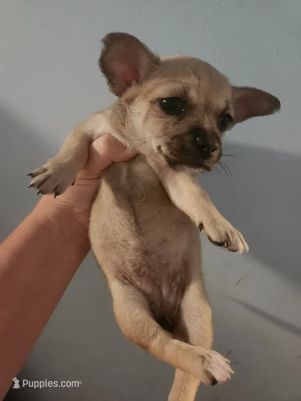 Chihuahua female  – Chihuahua puppy for sale in Morris, AL