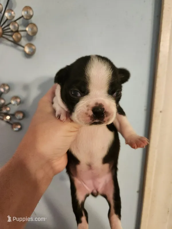 Black and white female  – Boston Terrier puppy for sale in Morris, AL