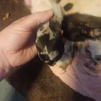 Igor the Frenchton, a male Boston Terrier and French Bulldog for sale in Morris, AL – Photo 5 of 10