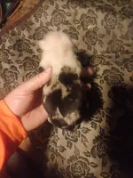 Igor the Frenchton, a male Boston Terrier and French Bulldog for sale in Morris, AL – Photo 4 of 10