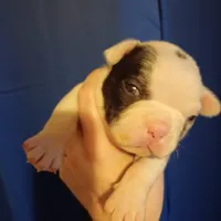 Igor the Frenchton, a male Boston Terrier and French Bulldog for sale in Morris, AL – Photo 3 of 10