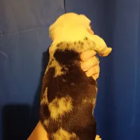 Igor the Frenchton, a male Boston Terrier and French Bulldog for sale in Morris, AL – Photo 6 of 10