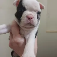 Igor the Frenchton, a male Boston Terrier and French Bulldog for sale in Morris, AL – Photo 2 of 10