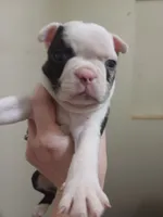 Igor the Frenchton, a male Boston Terrier and French Bulldog for sale in Morris, AL – Photo 2 of 10