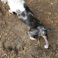 Igor the Frenchton, a male Boston Terrier and French Bulldog for sale in Morris, AL – Photo 8 of 10