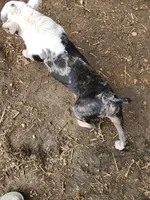 Igor the Frenchton, a male Boston Terrier and French Bulldog for sale in Morris, AL – Photo 8 of 10