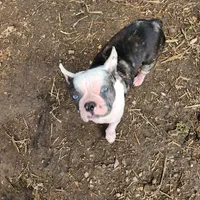 Igor the Frenchton, a male Boston Terrier and French Bulldog for sale in Morris, AL – Photo 9 of 10