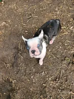 Igor the Frenchton, a male Boston Terrier and French Bulldog for sale in Morris, AL – Photo 9 of 10