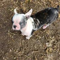 Igor the Frenchton, a male Boston Terrier and French Bulldog for sale in Morris, AL – Photo 10 of 10