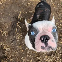 Igor the Frenchton, a male Boston Terrier and French Bulldog for sale in Morris, AL – Photo 1 of 10