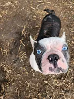 Igor the Frenchton, a male Boston Terrier and French Bulldog for sale in Morris, AL – Photo 1 of 10