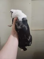 Igor the Frenchton, a male Boston Terrier and French Bulldog for sale in Morris, AL – Photo 7 of 10