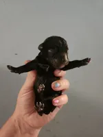 Ckc chihuahua , a female Chihuahua for sale in Morris, AL – 2 of 2