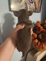 Ckc chihuahua , a female Chihuahua for sale in Morris, AL – 4 of 10