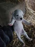 Female , a female American Bulldog and Great Pyrenees for sale in Morris, AL – Photo 3 of 4