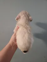 Female , a female American Bulldog and Great Pyrenees for sale in Morris, AL – Photo 4 of 4