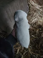 Female , a female American Bulldog and Great Pyrenees for sale in Morris, AL – Photo 2 of 4