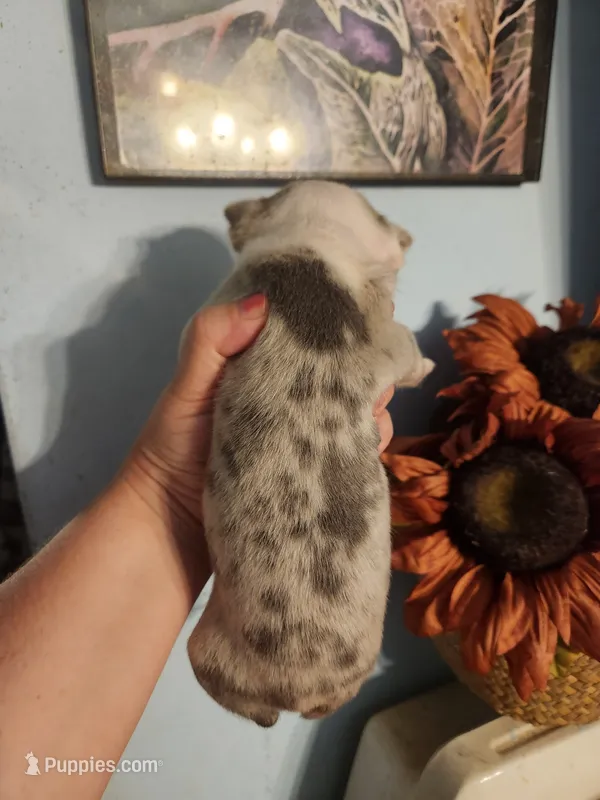 Merle female  – Boston Terrier puppy for sale in Morris, AL
