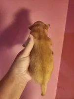 Chihuahua female , a female Chihuahua for sale in Morris, AL – 2 of 2