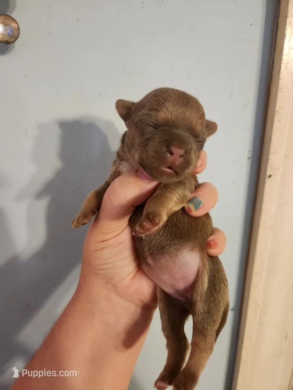 French Bullhuahua 1 – French Bulldog, Chihuahua puppy for sale in Morris, AL