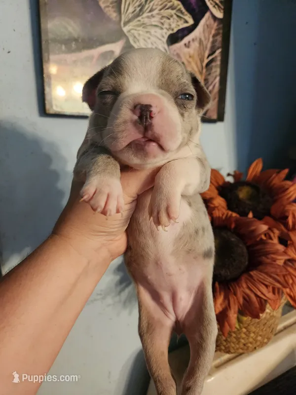 Merle female  – Boston Terrier puppy for sale in Morris, AL