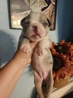 Merle female , a female Boston Terrier for sale in Morris, AL – 5 of 10