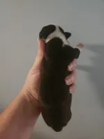 Black and white male , a male Boston Terrier for sale in Morris, AL – 2 of 2