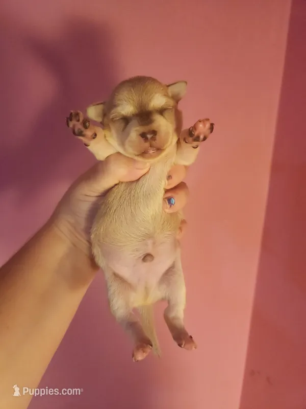 Chihuahua male – Chihuahua puppy for sale in Morris, AL