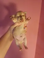 Chihuahua male, a male Chihuahua for sale in Morris, AL – 1 of 2