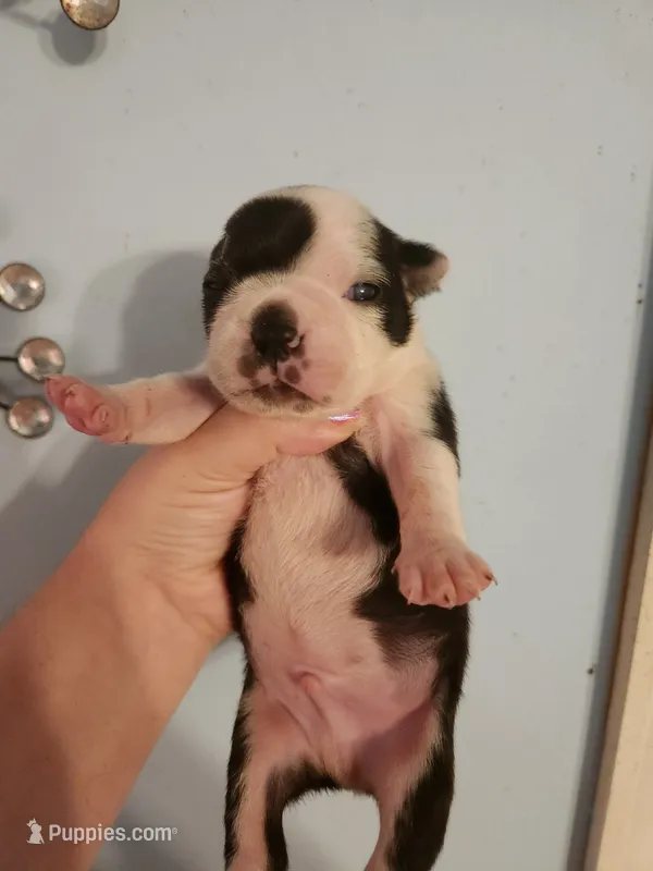 Black and white male  – Boston Terrier puppy for sale in Morris, AL