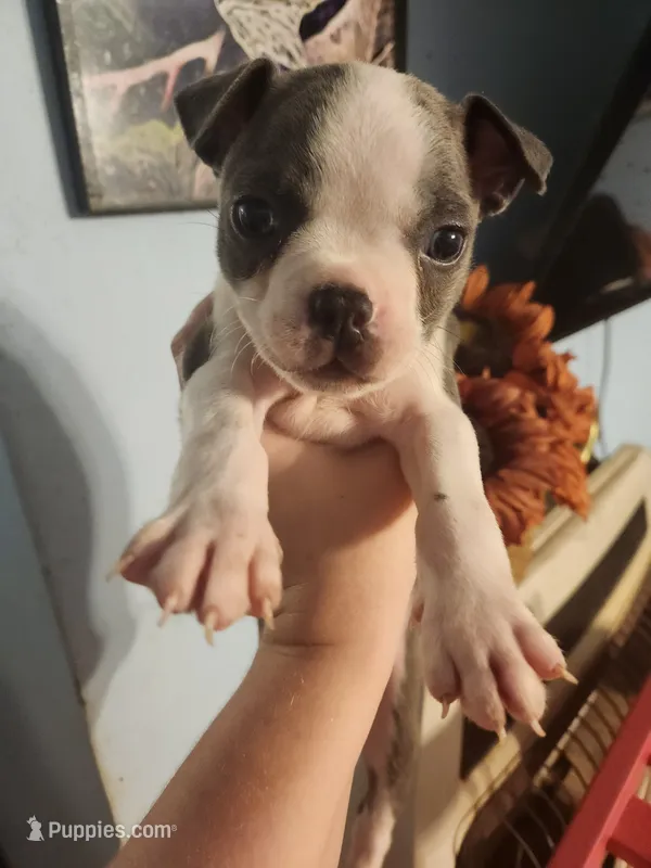 Blue male – Boston Terrier puppy for sale in Morris, AL