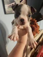 Blue male, a male Boston Terrier for sale in Morris, AL – 1 of 10