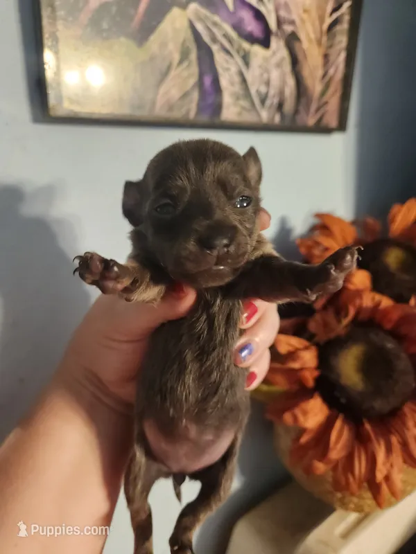 Ckc chihuahua  – Chihuahua puppy for sale in Morris, AL