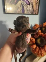 Ckc chihuahua , a female Chihuahua for sale in Morris, AL – 7 of 10