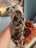 Merle female , a female Boston Terrier for sale in Morris, AL – 4 of 10