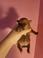 Chihuahua female , a female Chihuahua for sale in Morris, AL – 1 of 2