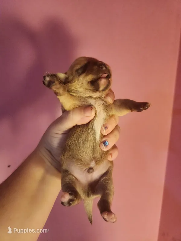 Chihuahua male – Chihuahua puppy for sale in Morris, AL
