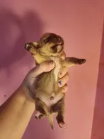 Chihuahua male, a male Chihuahua for sale in Morris, AL – 1 of 2