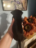 Ckc chihuahua , a male Chihuahua for sale in Morris, AL – 2 of 10