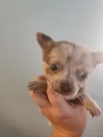 Ckc merle female chihuahua , a female Chihuahua for sale in Morris, AL – 2 of 9
